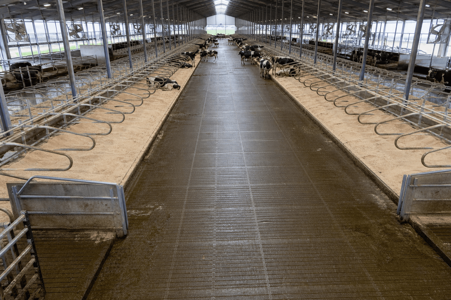 Large freestall dairy barn showing scale of grooving work