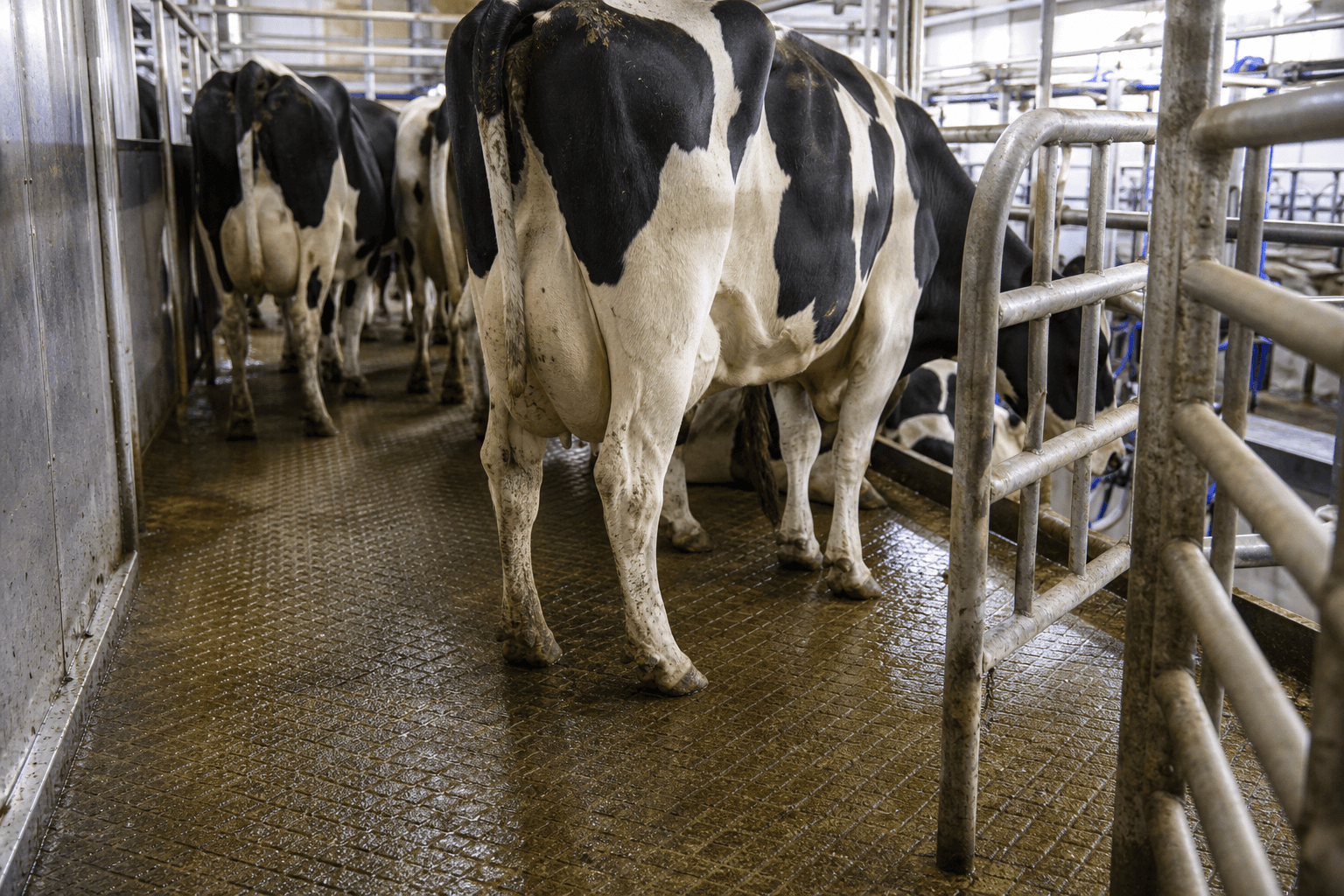 Grooved holding area in a dairy parlor