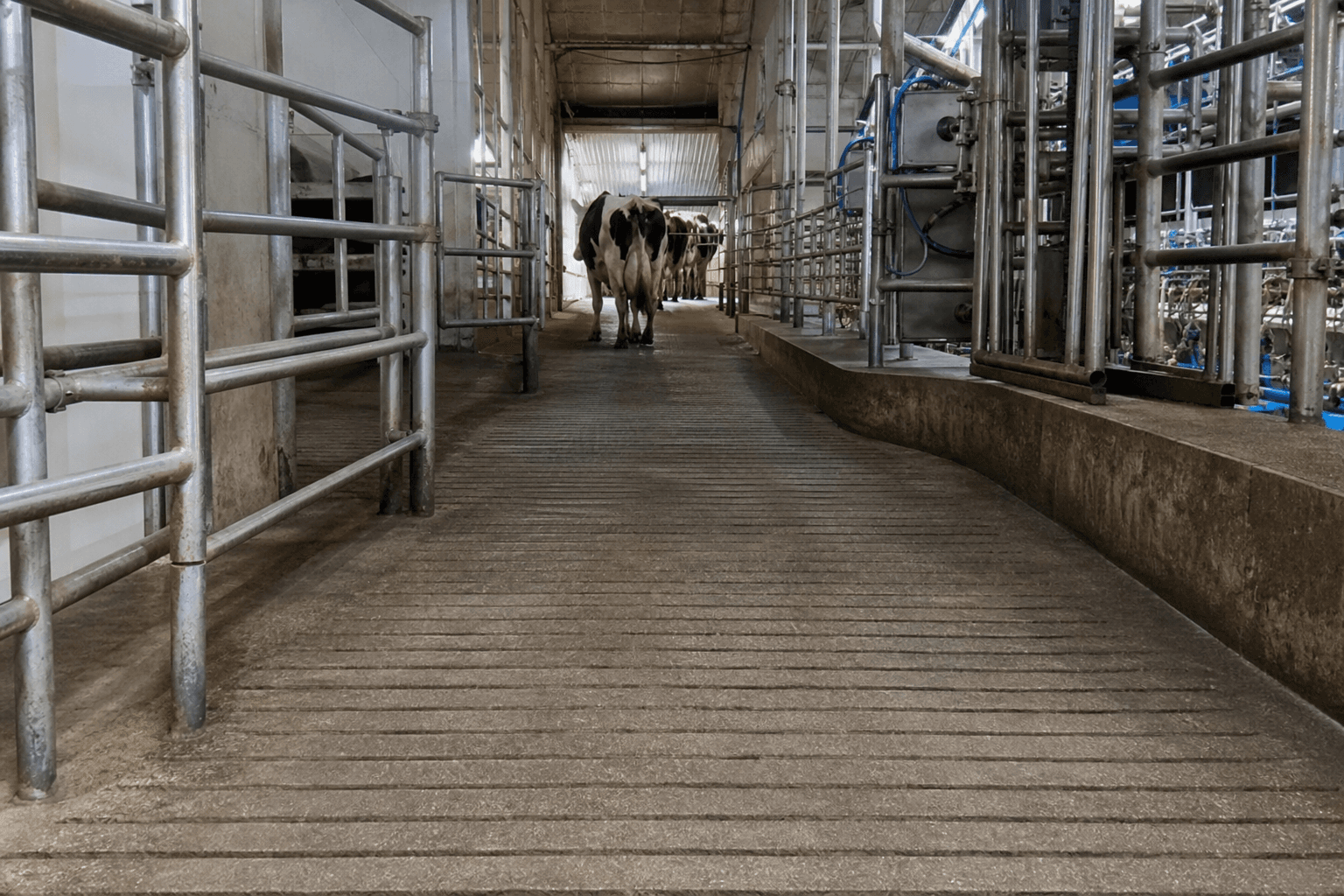 Grooved parlor return lane in a dairy facility