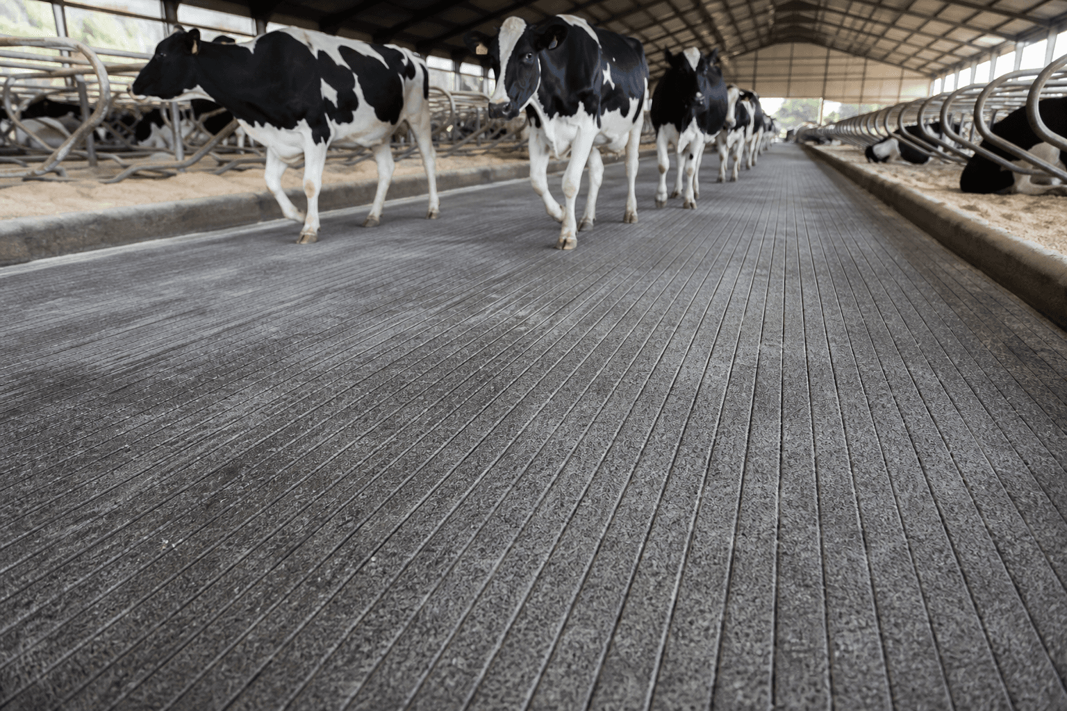 Dairy cows walking on a freshly grooved concrete barn alley