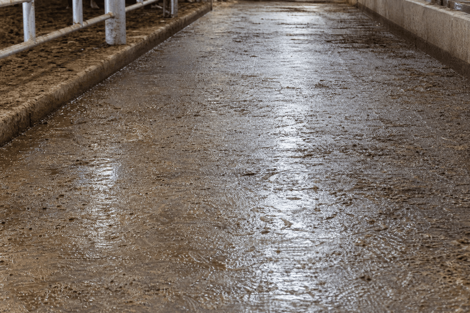 Wet muddy ungrooved barn alley before grooving