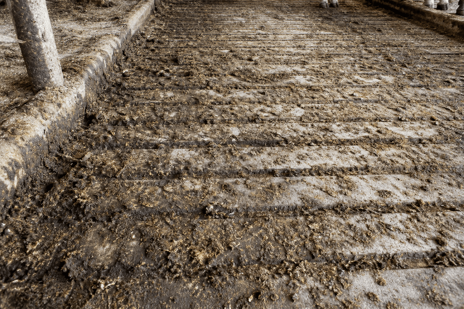 Manure-packed worn grooves on a barn floor before regrooving