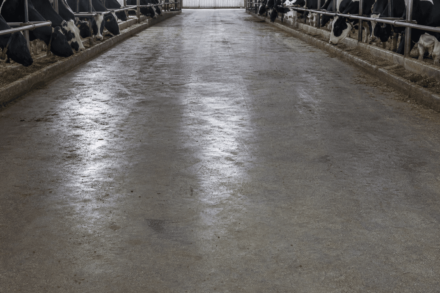 Worn smooth concrete barn floor before grooving